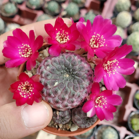 Instagram urbancactus 10 - Sobre Nosotros