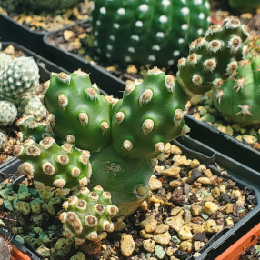 Instagram urbancactus 7 - Sobre Nosotros
