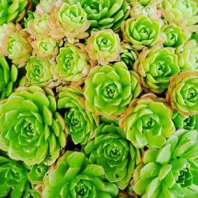 Instagram urbancactus 9 - Sobre Nosotros