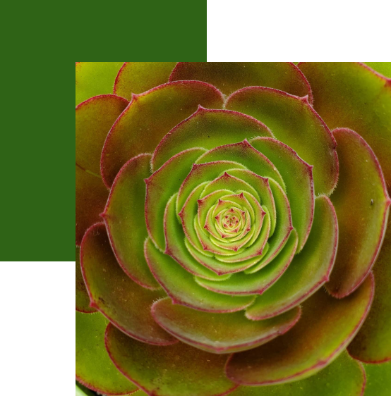 Urban Cactus Nosotros - Sobre Nosotros