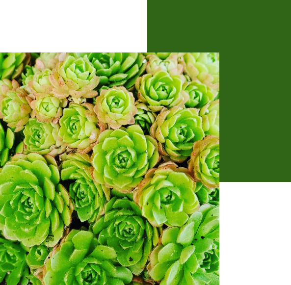 Urban Cactus Sostenibilidad - Sobre Nosotros
