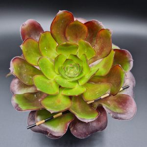 Aeonium ‘Vodoo’