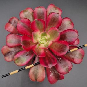 Aeonium ‘Medusa’