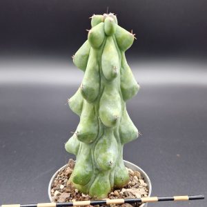 Myrtillocactus geometrizans ‘Fukurokuryuzinboku’