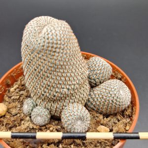 Rebutia heliosa