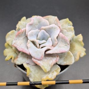 Echeveria ‘Crispate Beauty’