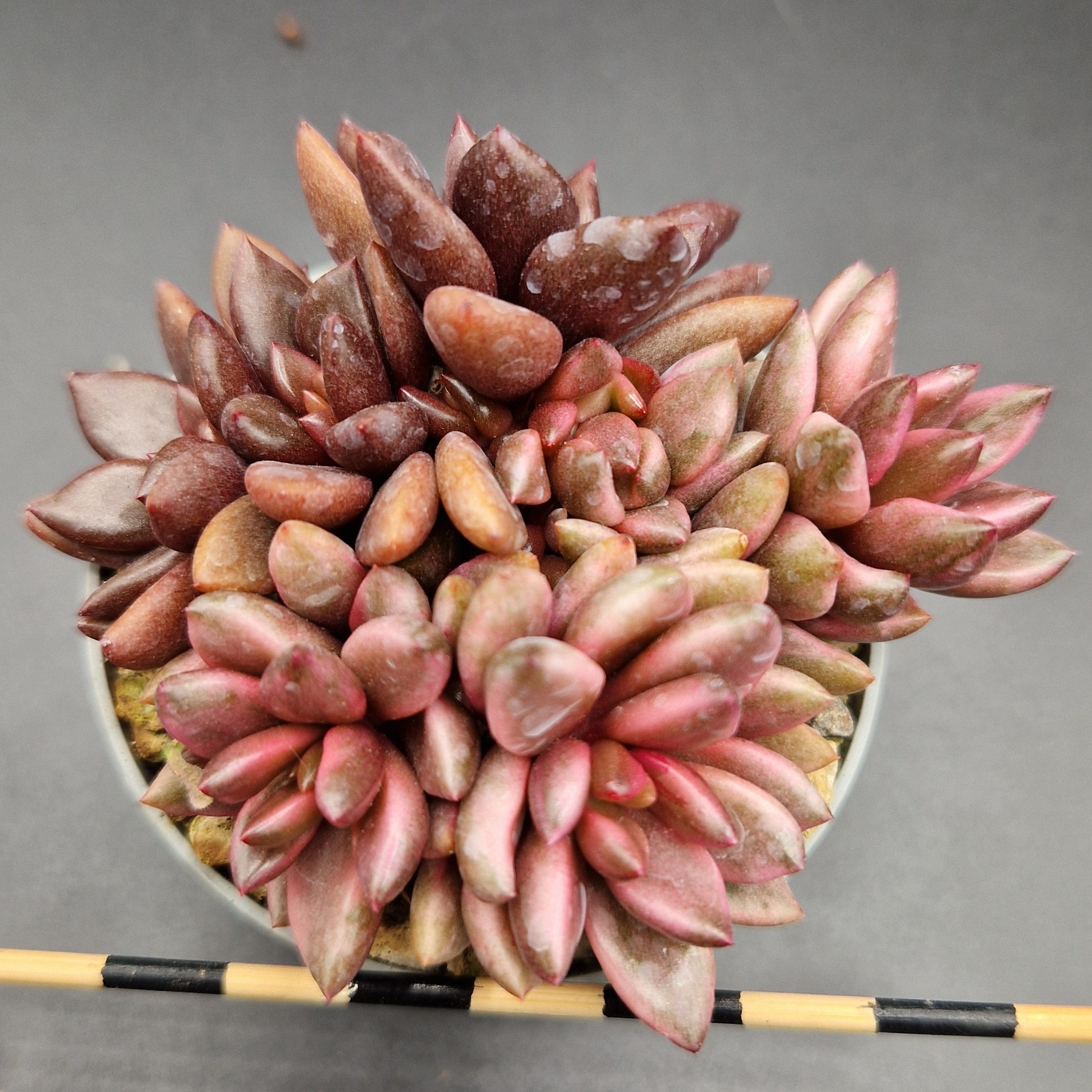 Lenopetalum ‘Chocolate and Strawberries’ Lenopetalum ‘Chocolate and Strawberries’