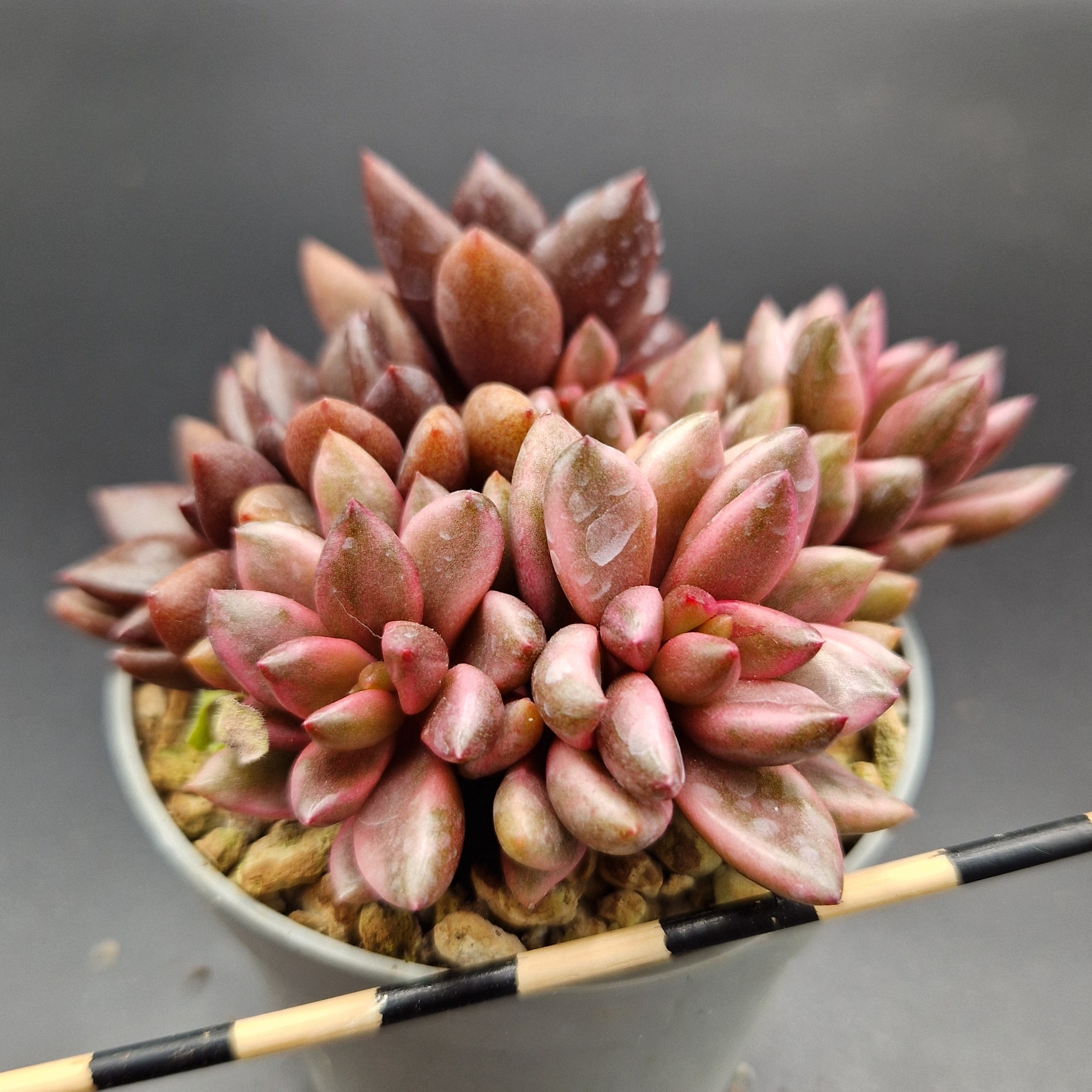 Lenopetalum ‘Chocolate and Strawberries’ Lenopetalum ‘Chocolate and Strawberries’