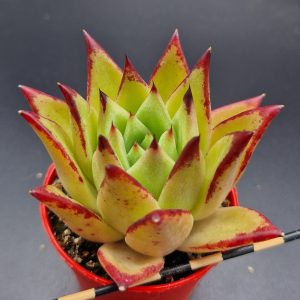 Echeveria agavoides ‘Lipstick’