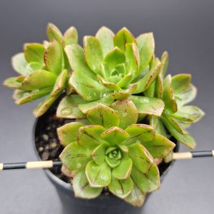 Aeonium ‘Bronze Medal’