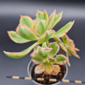 Aeonium ‘Sunburst’