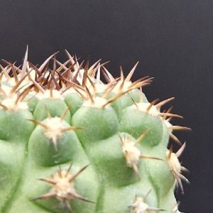 Cactus Acanthocalycium