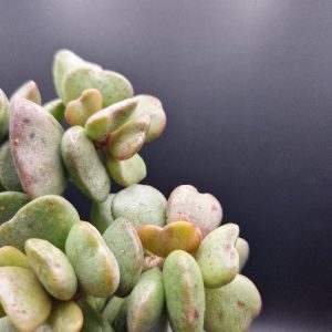 Suculenta Adromischus