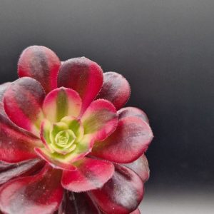 Suculenta Aeonium