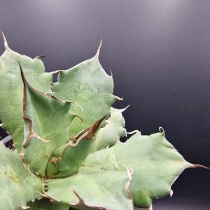 Suculenta Agave