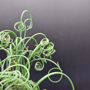 Suculenta Albuca