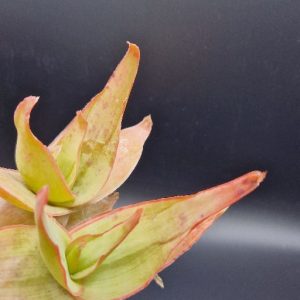 Suculenta Aloe