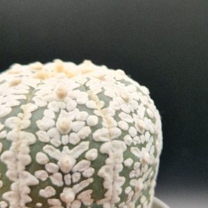 Cactus Astrophytum
