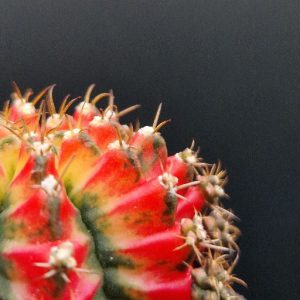 Cactus variegados