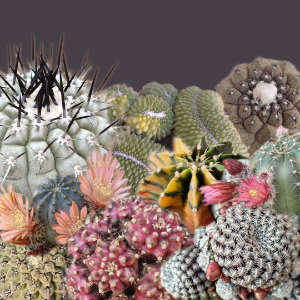 Cactus