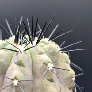 Cactus Copiapoa