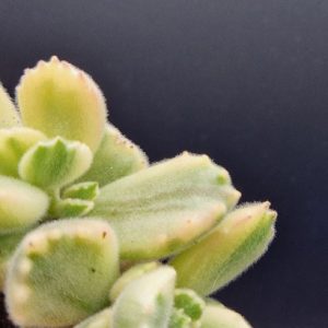 Suculenta Cotyledon