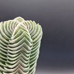 Suculenta Crassula