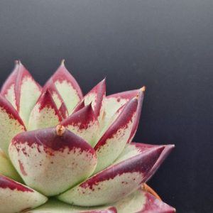 Suculenta Echeveria
