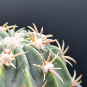Cactus Echinocactus
