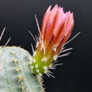 Cactus Echinocereus