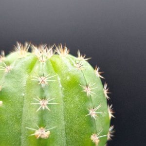 Cactus Echinopsis