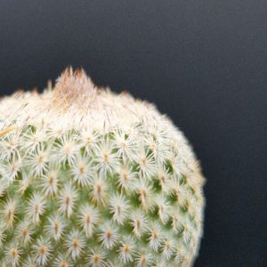 Cactus Epithelantha