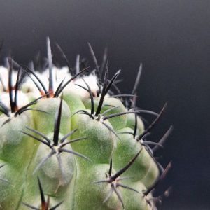 Cactus Eriosyce
