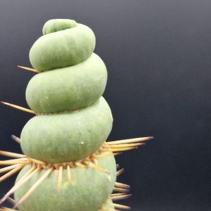 Cactus Eulychnia