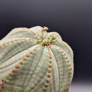 Suculenta Euphorbia