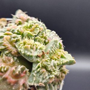 Suculenta Faucaria
