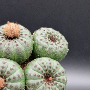 Cactus Frailea