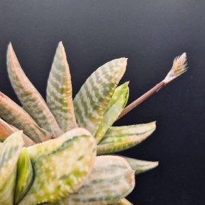 Suculenta Gasteria