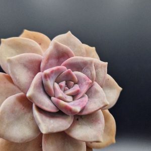 Suculenta Graptopetalum