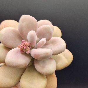 Suculenta Graptoveria