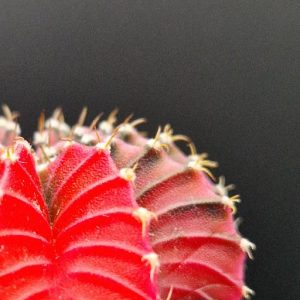 Cactus Gymnocalycium