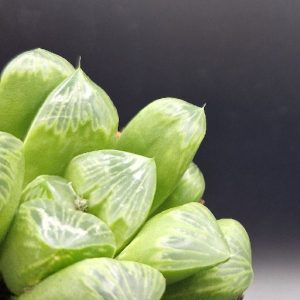 Suculenta Haworthia