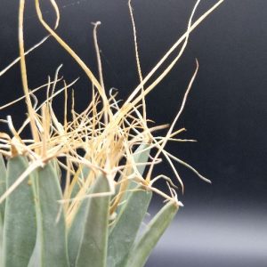 Cactus Leuchtenbergia