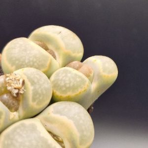 Suculenta Lithops y similares