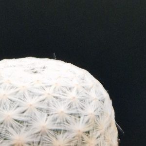 Cactus Mammillaria
