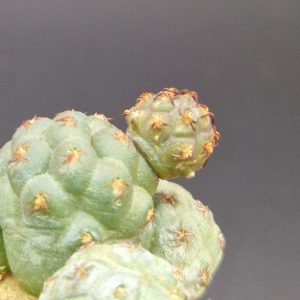 Cactus Puna