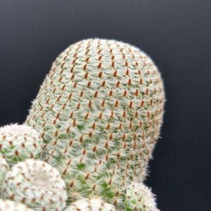 Cactus Rebutia / sulcorebutia