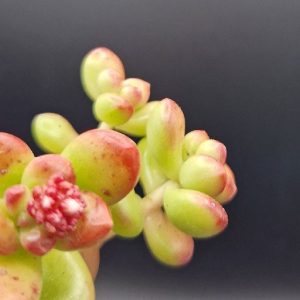 Suculenta Sedum
