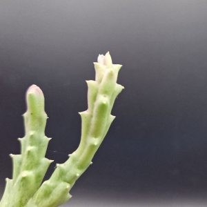 Suculenta Stapelia
