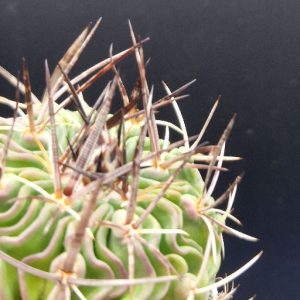Cactus Stenocactus